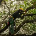 Arborist climbing tree