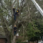 5 Questions to Ask Before Hiring a Tree Service in Oneida, NY